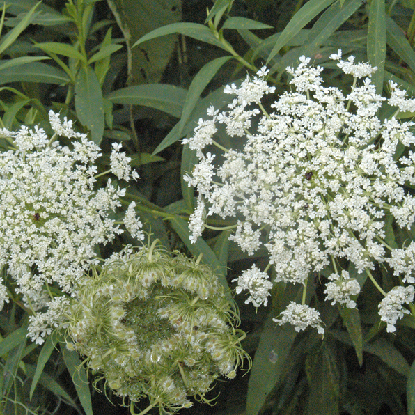 QUEEN-ANNE'S-LACE